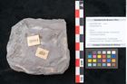 Foto (Objekt + Etikett) von Asterophyllites sp.  (NHMW-GEO-2024-0188-10991)